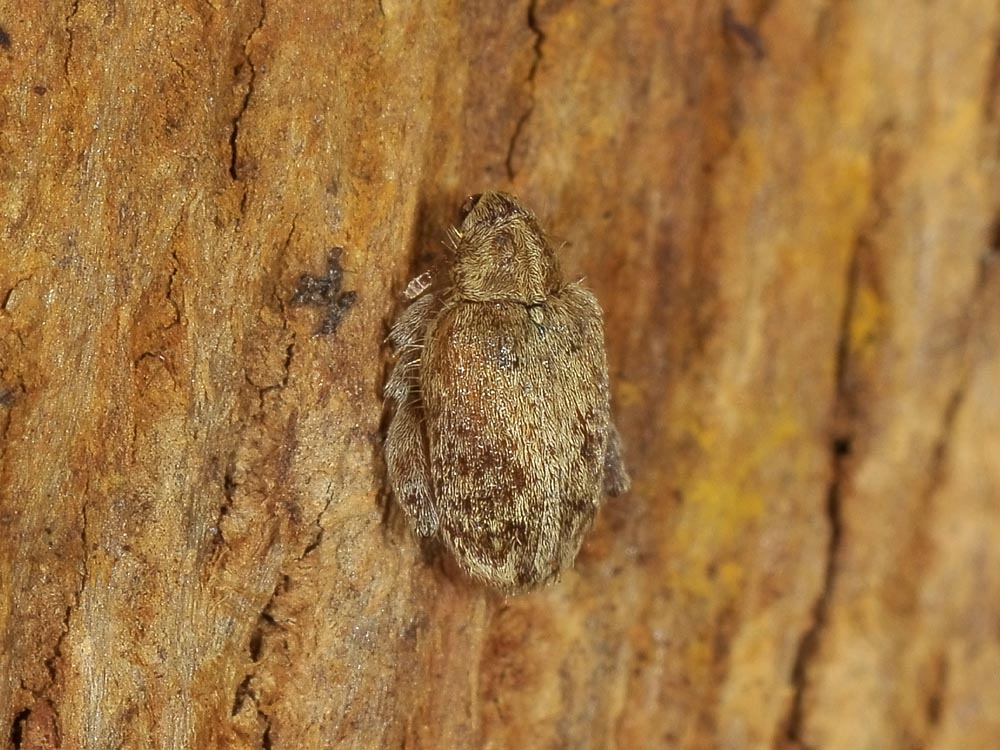 Orchestes quercus (Curculionidae)